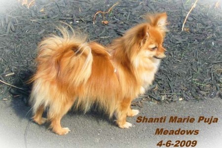 Our Pomchi.... Shanti