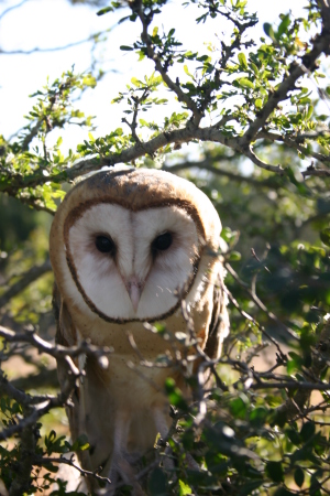 Uno the Owl at La Mesa