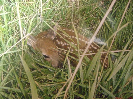 Baby Fawn