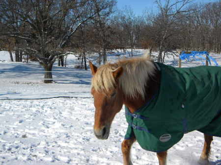 Rare picture of Haflinger in snow with jacket