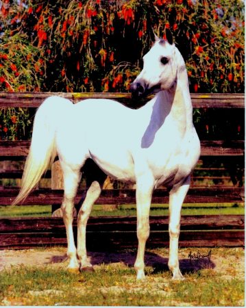 PERSEVERANCE-1978-2002  Arabian Stallion
