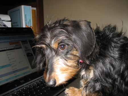 Molly, our Netsurfing dog