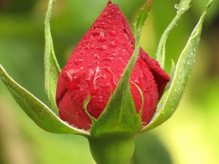 Wet Rose