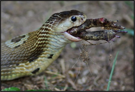 A cobra eating a frog in my side yard