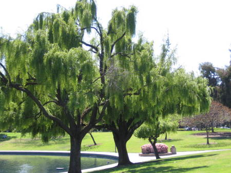 Bernardino B. White (Deanie/Dino)'s album, Me in Sunnyvale, CA city park on a Spring Day