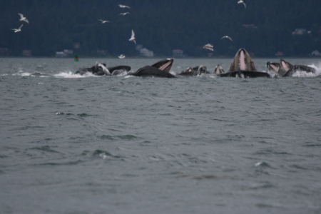 Whales in Alaska -- July 07