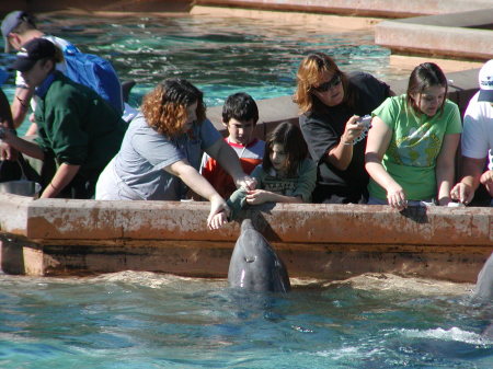 Feeding the Dolphins
