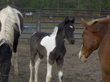 horses