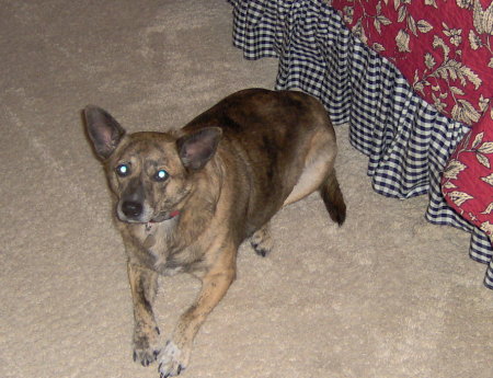 Sadie, my Cattledog