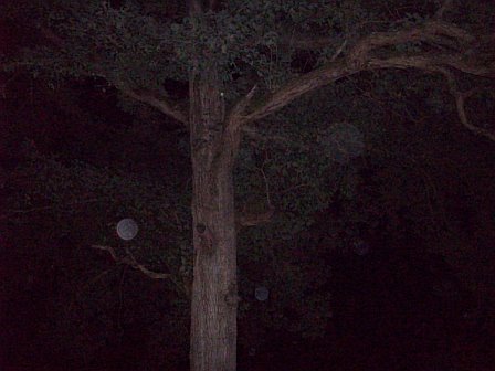 Cemetary Orb Tree