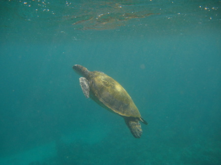 Turtle on Maui