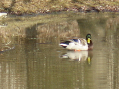 duck preening