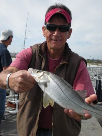 Canaveral Snook