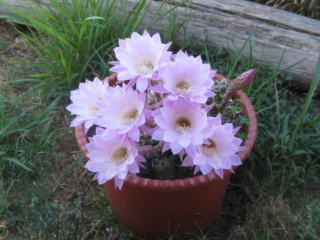 Blooming Cactus by the Yoga Tent