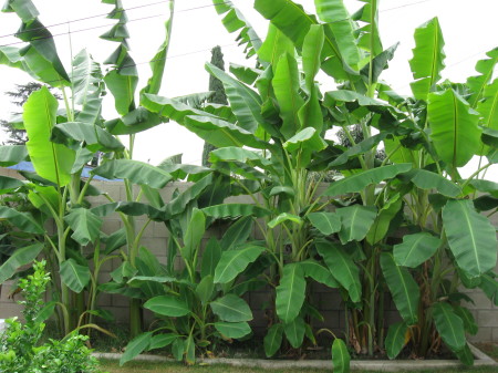 my banana plantation