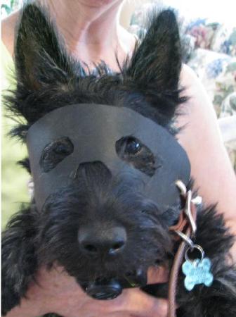 Jill - The Masked Dog