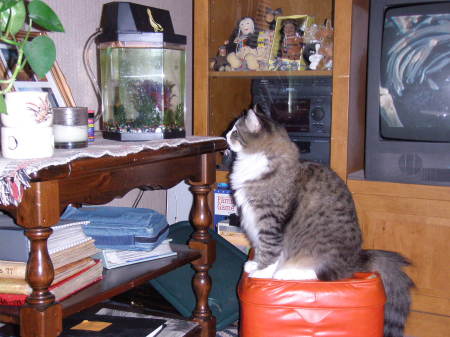 Cat & fish