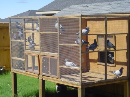 My pigeon loft of Racing Pigeons