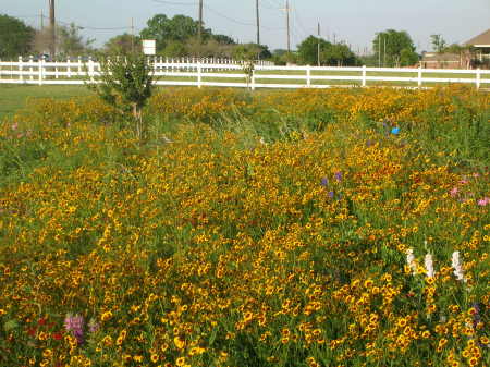 Early Summer Wild-flowers