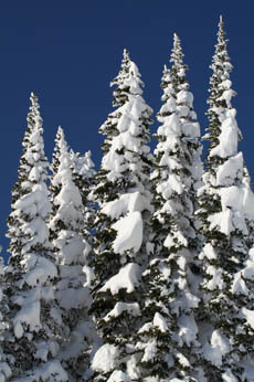 Mt. Rainier in January