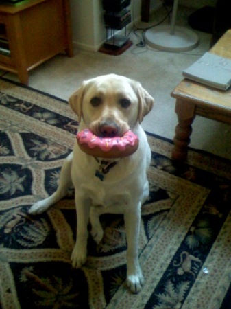 Bailey and his donut