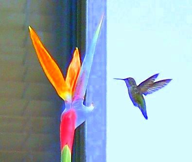 hummingbird5