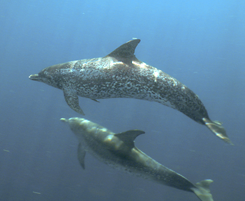 Spotted Dolphins: Mother and Juvenille