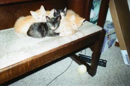 Kittens Under the Keys