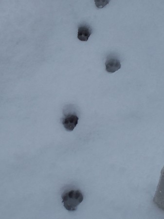 Edisons footprints