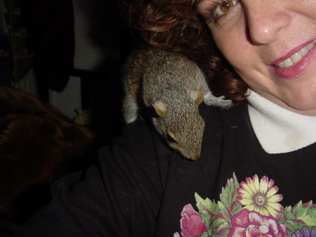 Baby Rocky the Squirrel