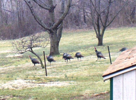 My back yard...gobble, gobble