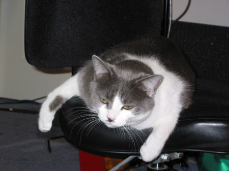 Kitten resting in recording studio.