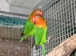 lovebird 2