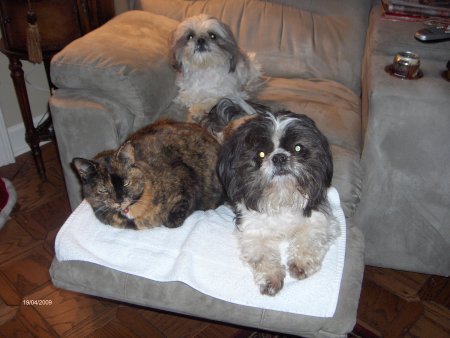 Kooper, Murphy and Mitzie (the Cat)