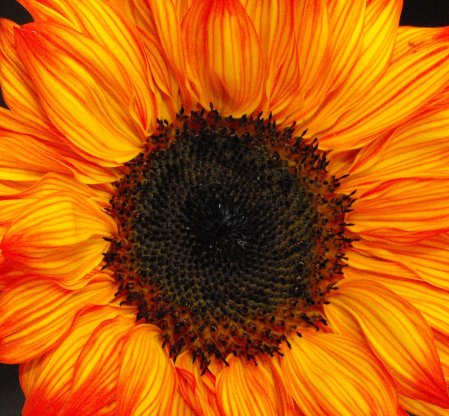 Intense Sunflower in Cuenca, Ecuador