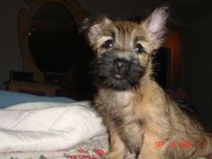 Our Cairn Terrier