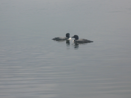 Loons on the lake in Maine