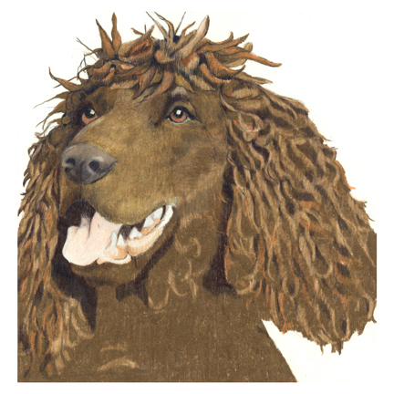 Irish Water Spaniel