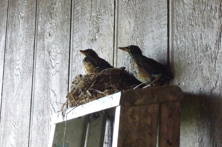 2 0f our 4 baby Robins