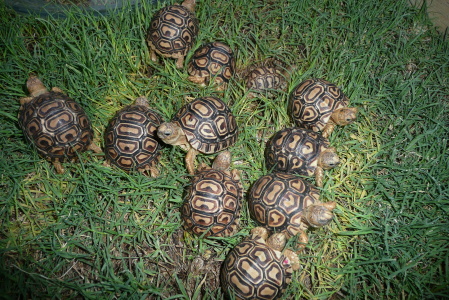 A few of the herd.