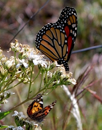 Monarch & fall butterfly