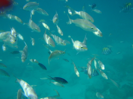 August 2009, Aruba