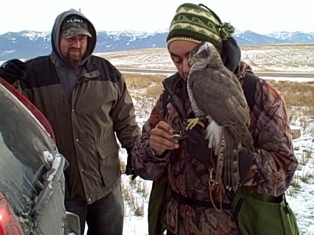 falconry hunt in Montana, photo #4