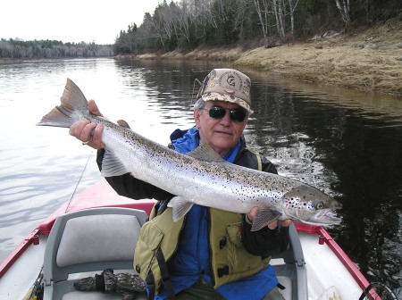 Atlantic Salmon