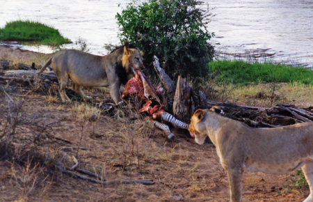 Lions feeding (Kenya)