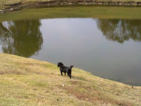 Dog & lake