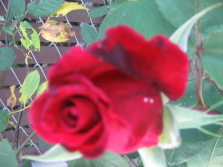 red rose