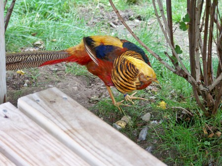 Colorfull pheasant