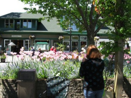 Taking a pic of pink tulips