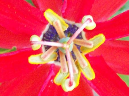 Passiflora manicata, core zoom.